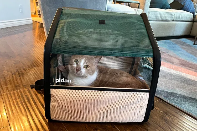 Best Backpack Cat Carriers 2026: Complete Guide & Reviews