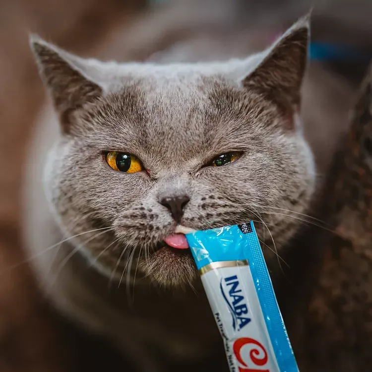 Best Cat Food Toppers 2026: Tested Picks for Picky Eaters, Hydration & Raw Diets
