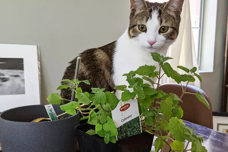 Best Cat Repellents 2026: Complete Guide & Reviews