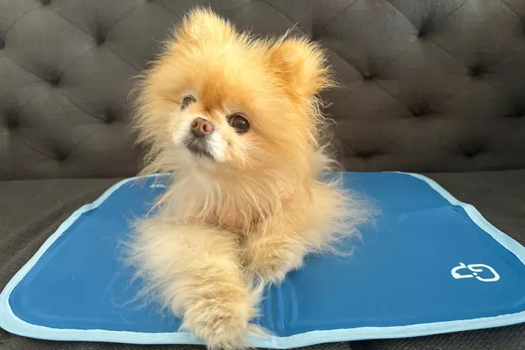 Best Cooling Mats for Dogs 2026: Complete Guide & Reviews
