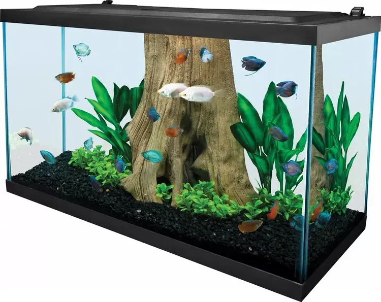 Best Fish Tanks for Beginners 2026: Complete Guide & Reviews