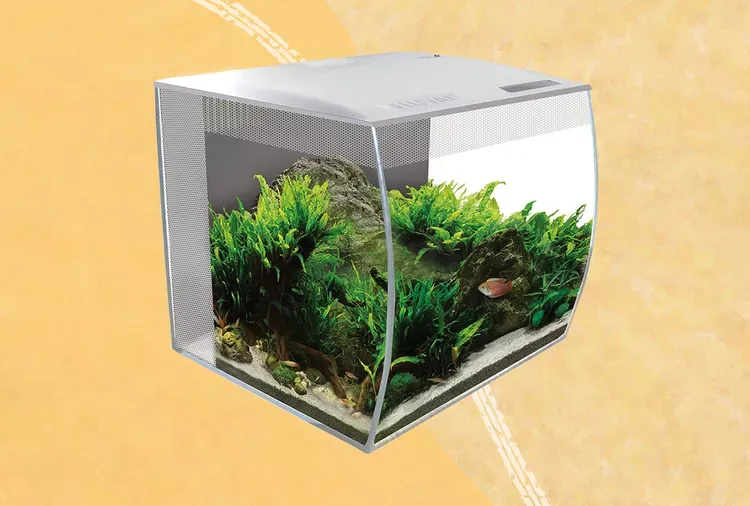 Best Small Fish Tanks 2026: Nano & 5-Gallon Picks Tested