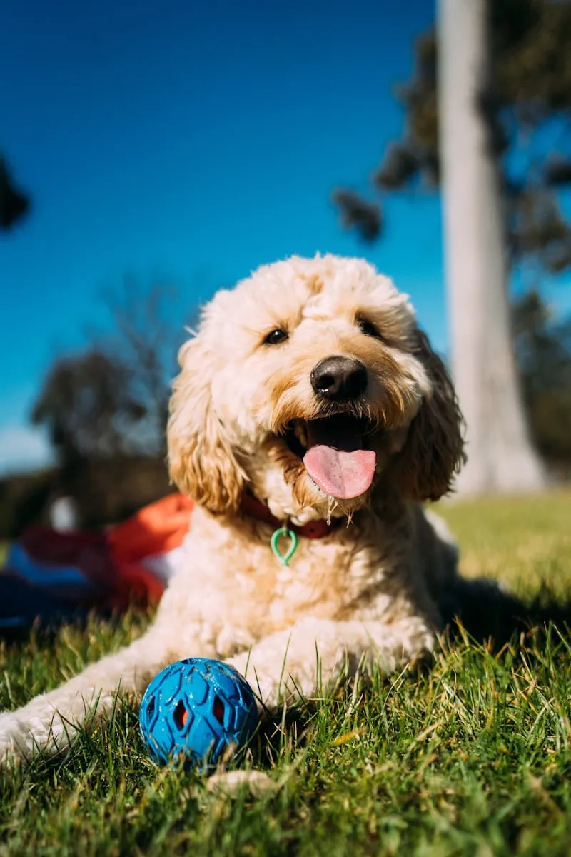 Happy Goldendoodle relaxing outdoors showing the full-grown size doodle owners should plan crate sizing around